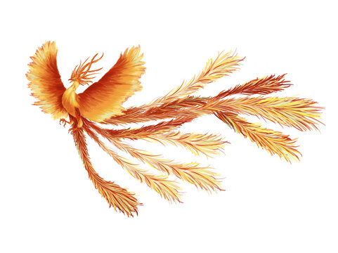 紅色鳳凰