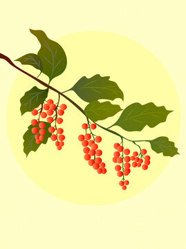 手繪中草藥五味子插畫(huà)