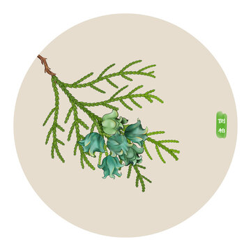 側(cè)柏果