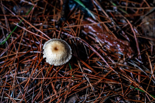 蘑菇