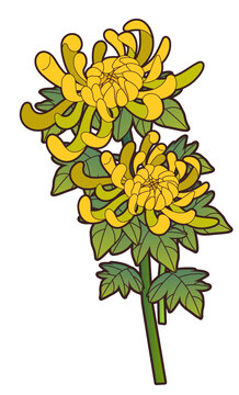 秋天菊花