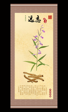 遠(yuǎn)志插畫