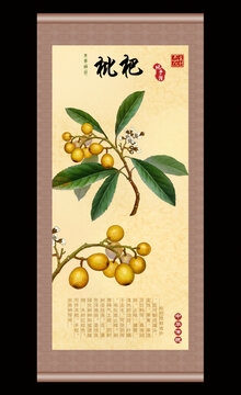 枇杷插畫