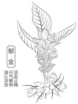 郁金線稿