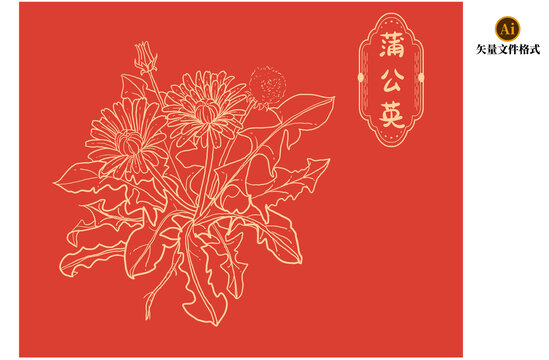 蒲公英