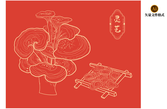 靈芝中草藥素材