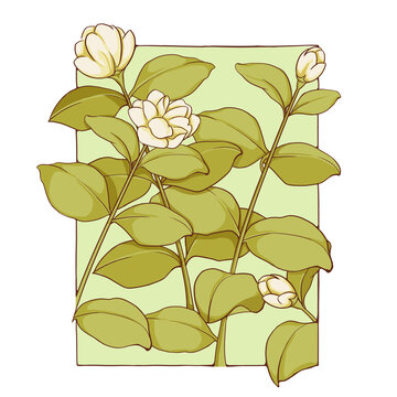 清新茉莉花束手繪插畫