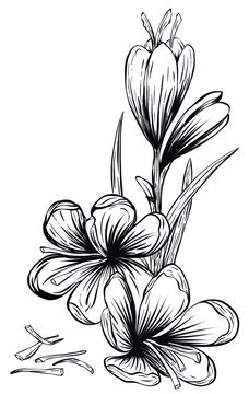 藏紅花線稿插圖