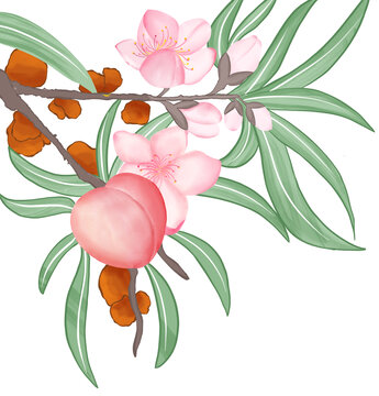 桃花桃膠插畫