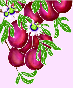 百香果插畫