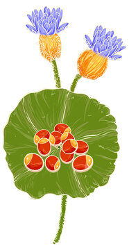 芡實