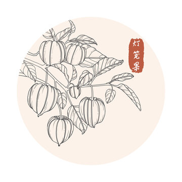 燈籠果國畫線描