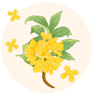 桂花