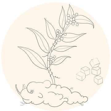 茯苓線稿