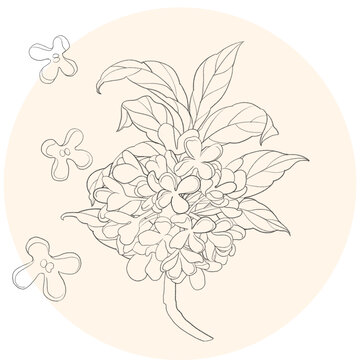 桂花線稿