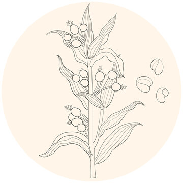 薏米線稿