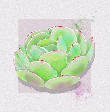 印花貼紙多肉植物碧桃