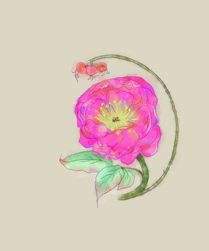 玫瑰