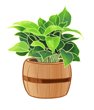 綠蘿盆栽綠植