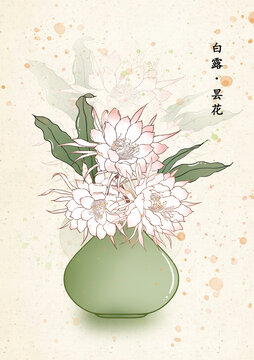 二十四節(jié)氣白露曇花