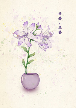 二十四節(jié)氣處暑玉簪