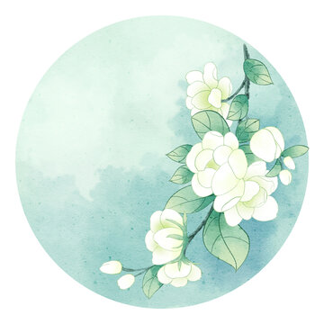 茉莉花