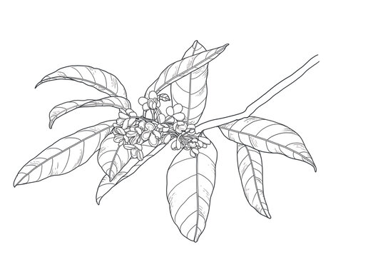 桂花線稿