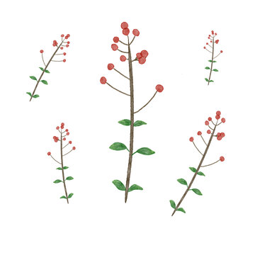紅果子植物水彩畫