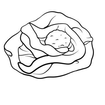 鴨腸