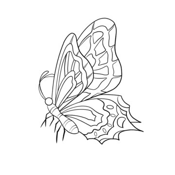 蝴蝶線稿