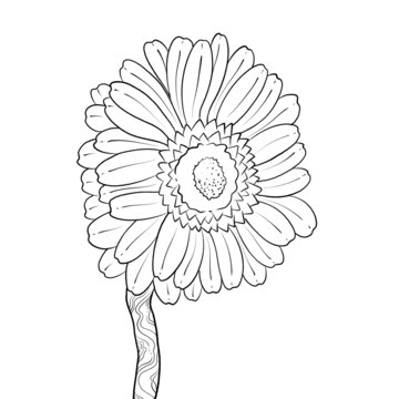 非洲菊