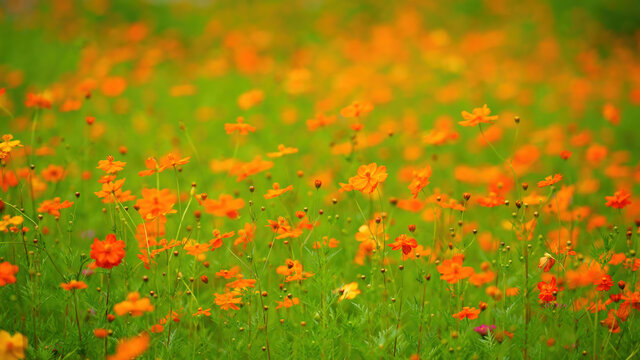 唯美花叢格桑花意境背景