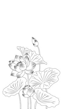 白描線稿荷花荷葉
