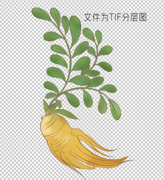 黃芪