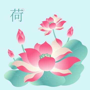 荷花插畫