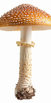 橙色鵝膏菌特寫(xiě)