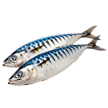 [免摳素材]兩只鯖魚躺在白色背景上