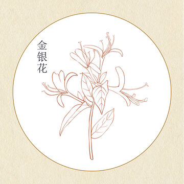 手繪中草藥金銀花線稿