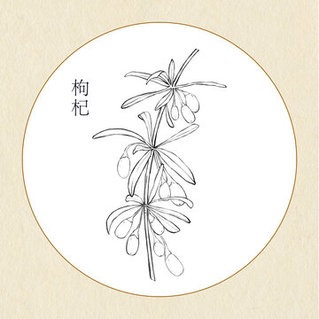手繪中草藥枸杞線稿