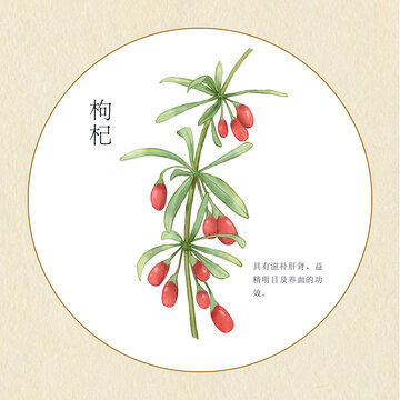 手繪中草藥枸杞
