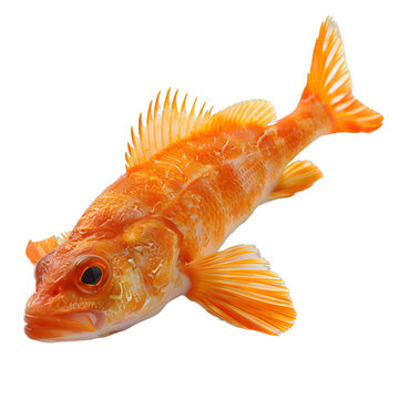 [免摳素材]新鮮紅魚白底