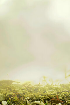 青苔和石頭背景