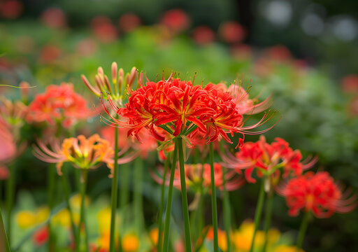 紅蜘蛛百合花盛開(kāi)在花園里