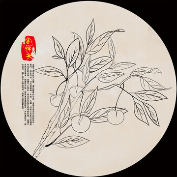 中藥金彈子線稿