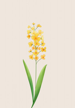 油菜花