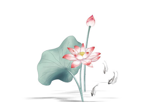 荷花
