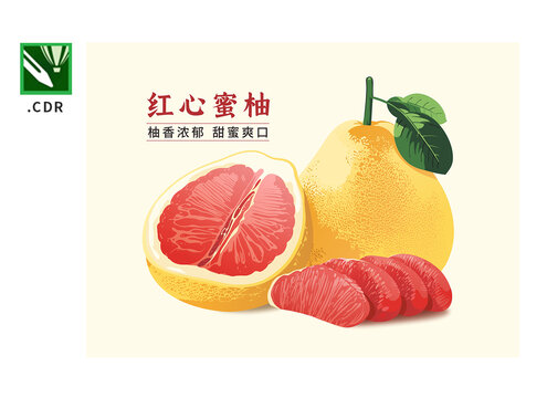 柚子插畫矢量素材