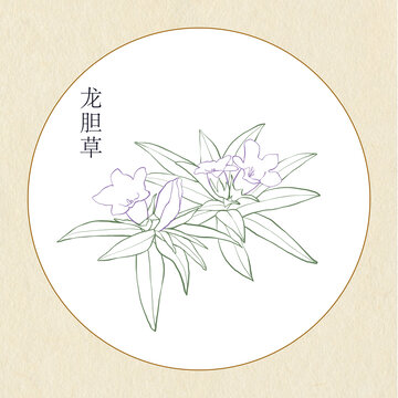 手繪中草藥龍膽草