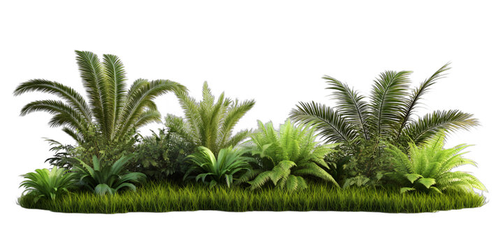 [免摳素材]白色背景隔離的熱帶植物3D渲染