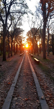 公園里秋葉滿布的日落小路